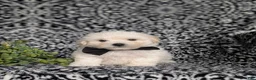 Bichon Frise dogs for sale: Barney - Ad 1