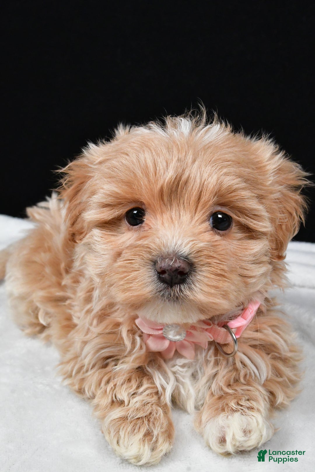 Maltipoo dogs for sale: Velvet - Ad 4