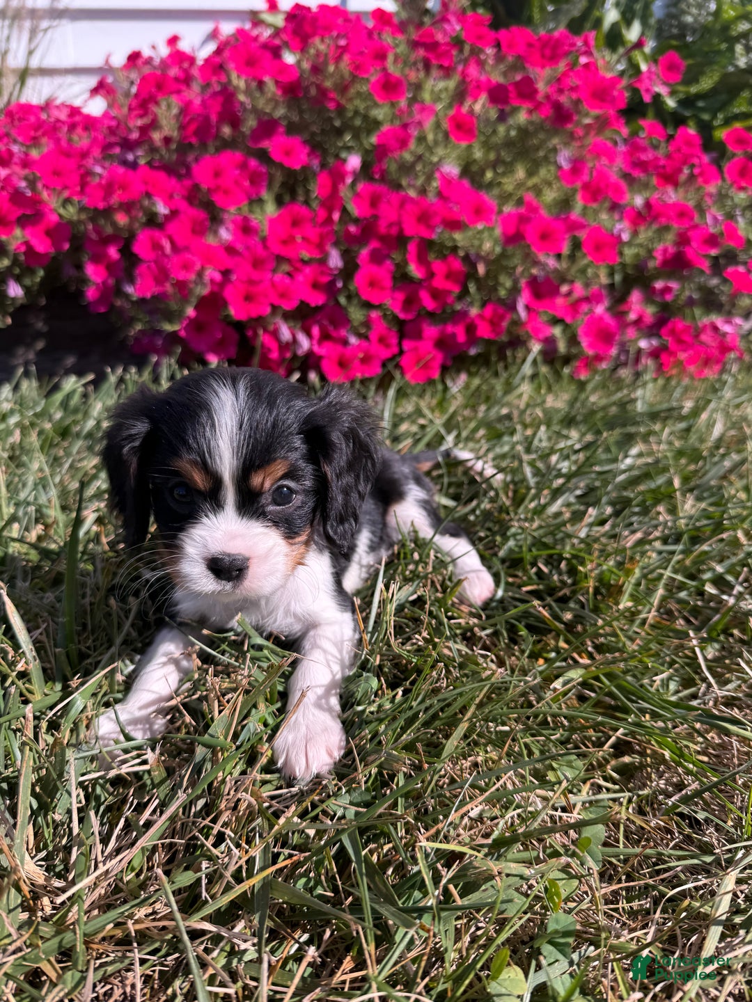 Cavalier King Charles Spaniel dogs for sale: Roscoe - Ad 18
