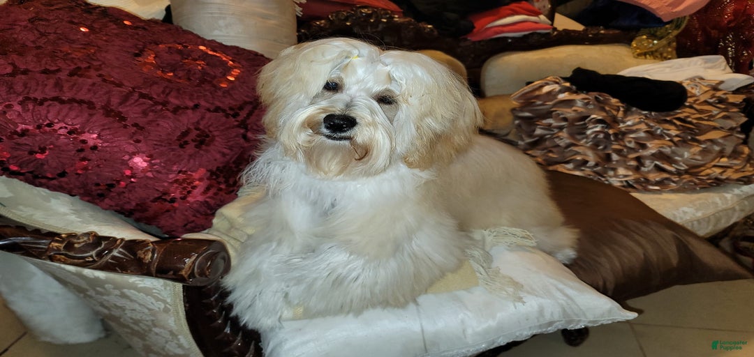 Gallery Image {{count}}