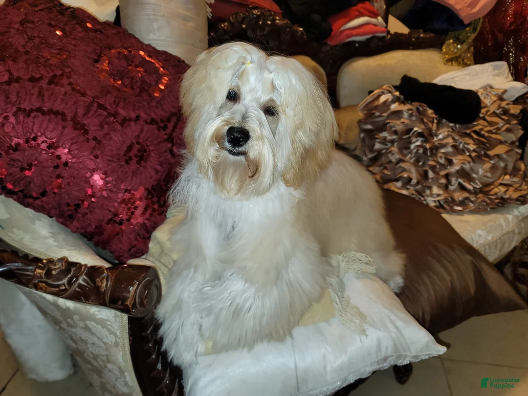 Gallery Image {{count}}