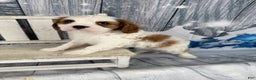Cavalier King Charles Spaniel dogs for sale: Lucy - Ad 3