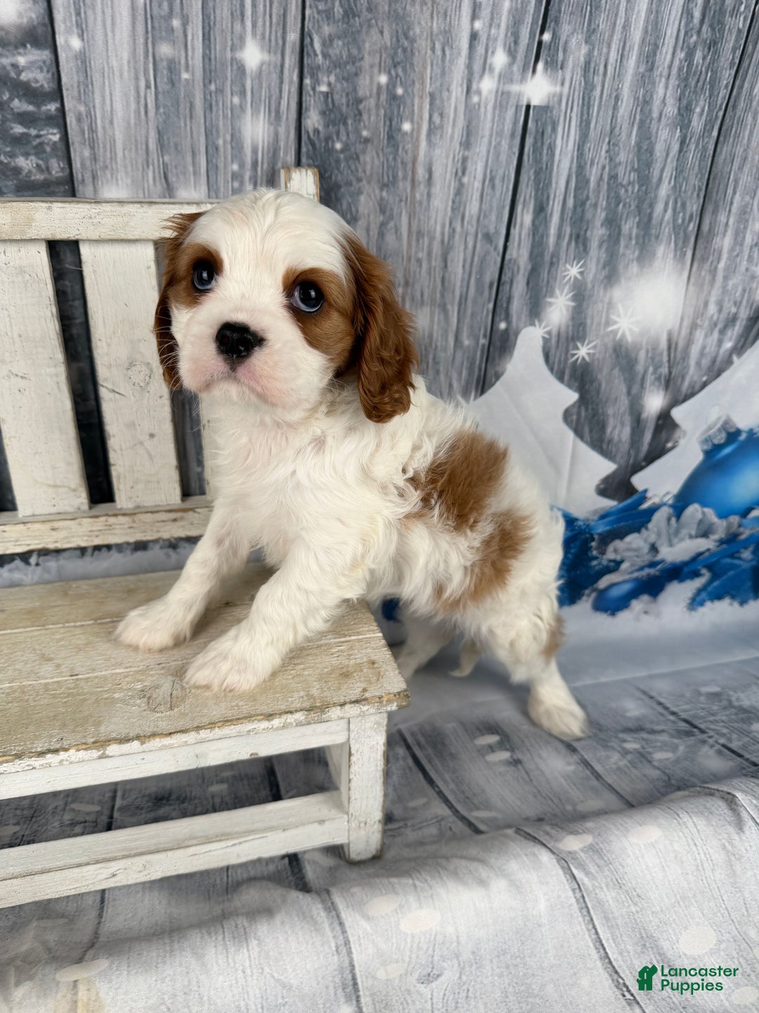 Cavalier King Charles Spaniel dogs for sale: Lucy - Ad 3