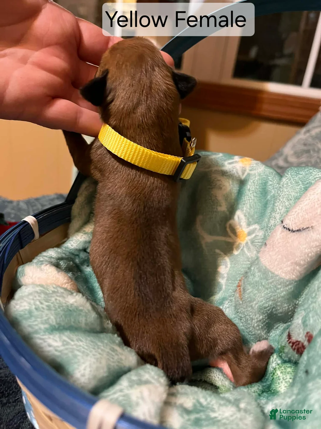 Boxer dogs for sale: Yellow Female - Ad 2