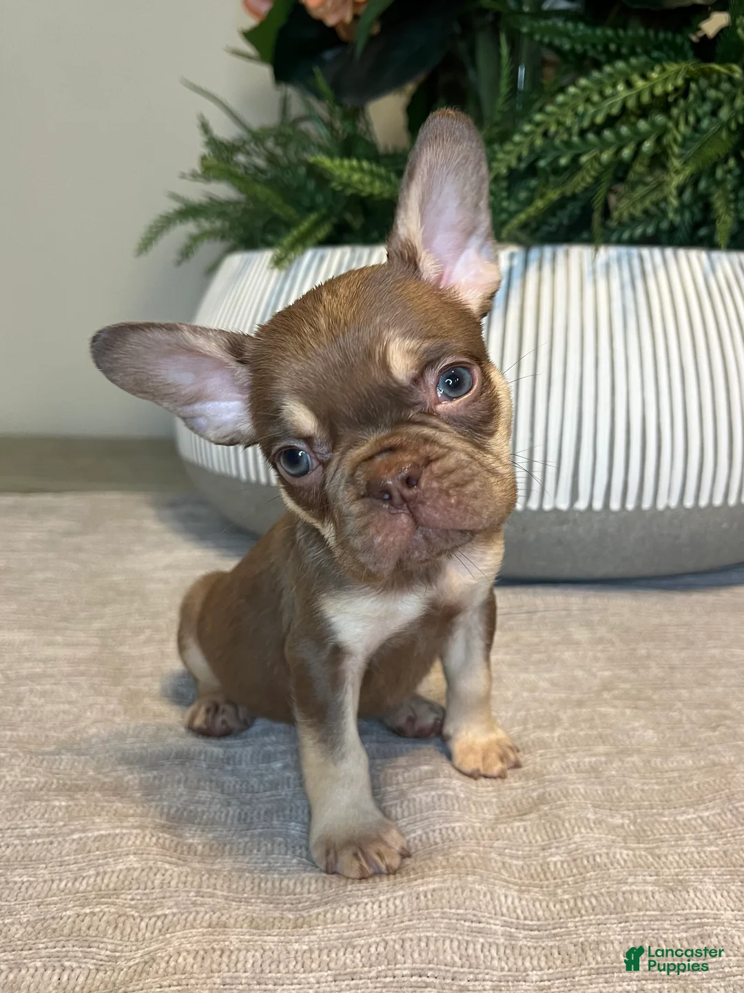 French Bulldog dogs for sale: Tucker - Ad 2