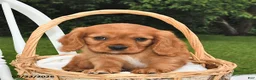 Beaglier dogs for sale: Copper - Ad 4