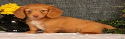 Miniature Dachshund dogs for sale: Jimmy - Ad 4