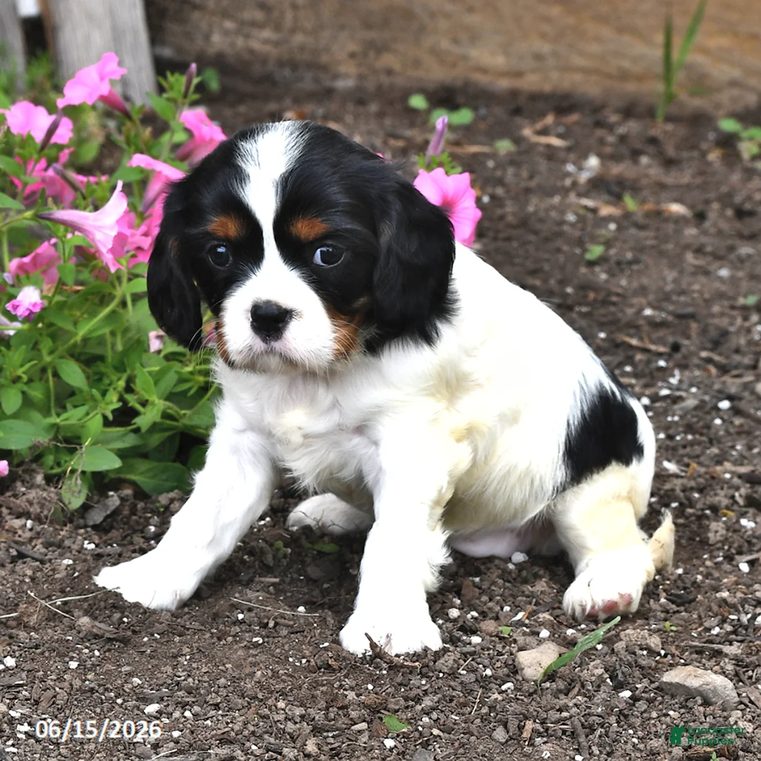 Cavalier King Charles Spaniel dogs for sale: Candy - Ad 2