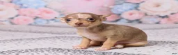 Chihuahua dogs for sale: Betzie - Ad 3