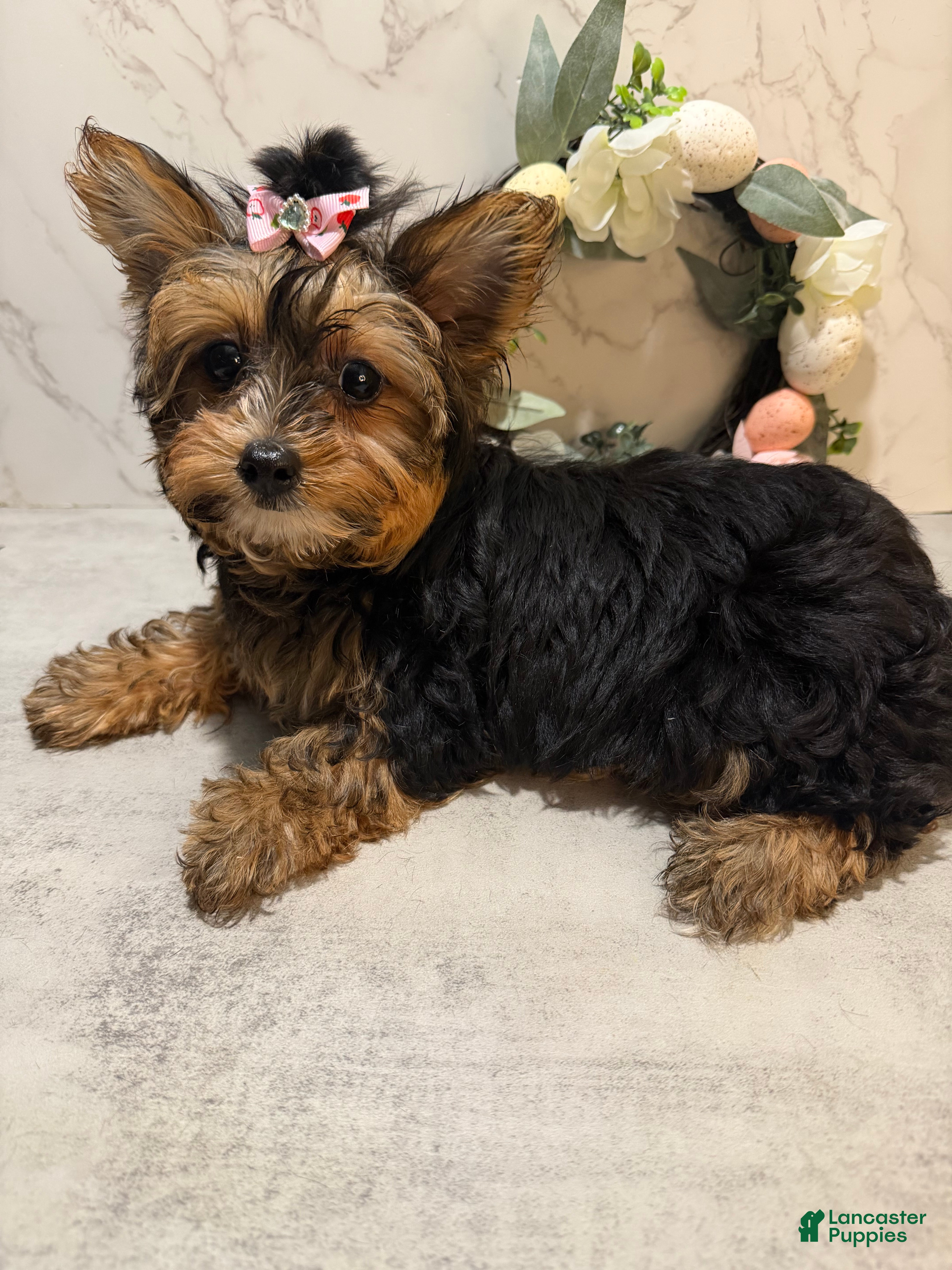 Yorkshire Terrier dogs Billy Rae - Ad 1