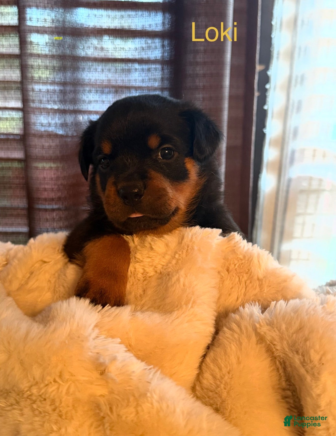Rottweiler dogs for sale: Rottweiler 1 - Ad 2