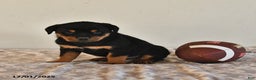 Rottweiler dogs for sale: Nixie - Ad 2
