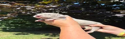 Great Dane dogs for sale: Savannah - Ad 1