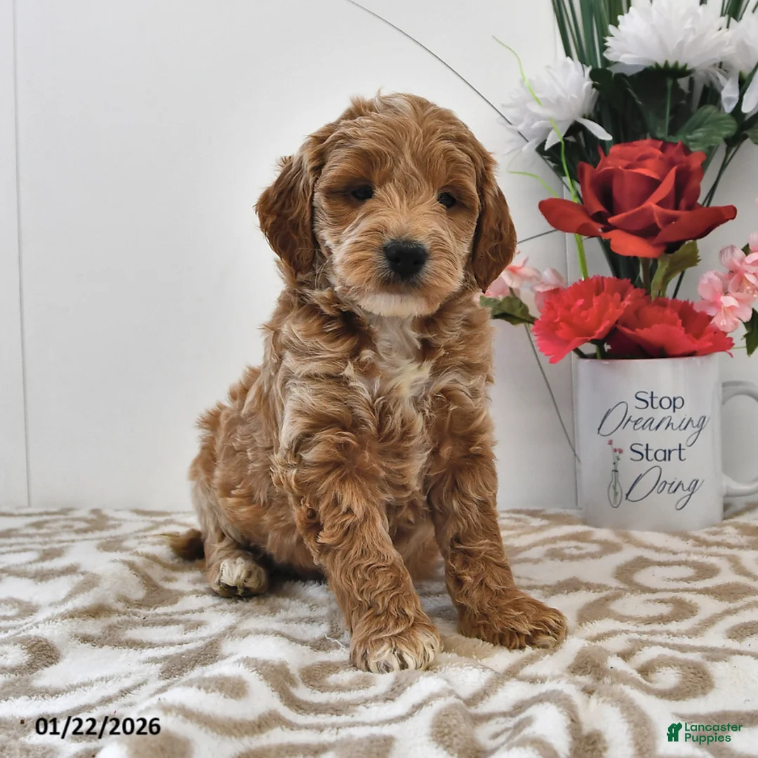 Mini Goldendoodle dogs for sale: Oliver - Ad 3