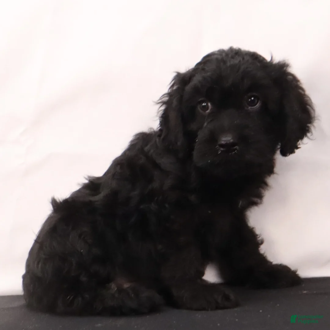 Cavapoo dogs for sale: Duke - Ad 9