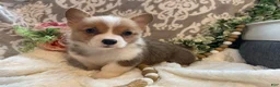 Welsh Corgi Pembroke dogs for sale: Stella - Ad 10
