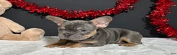 French Bulldog dogs for sale: Duke - Ad 3