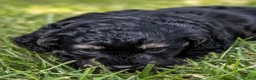 Bernedoodle dogs for sale: Venus - Ad 2