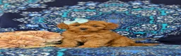 Shihpoo dogs for sale: Adeline - Ad 3
