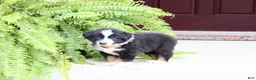 Miniature Australian Shepherd dogs for sale: Archer - Ad 3
