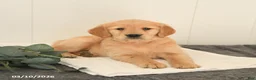 Golden Retriever dogs for sale: Montana - Ad 4