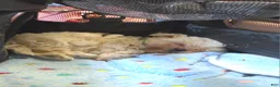 Malshi dogs for sale: Betty - Ad 4