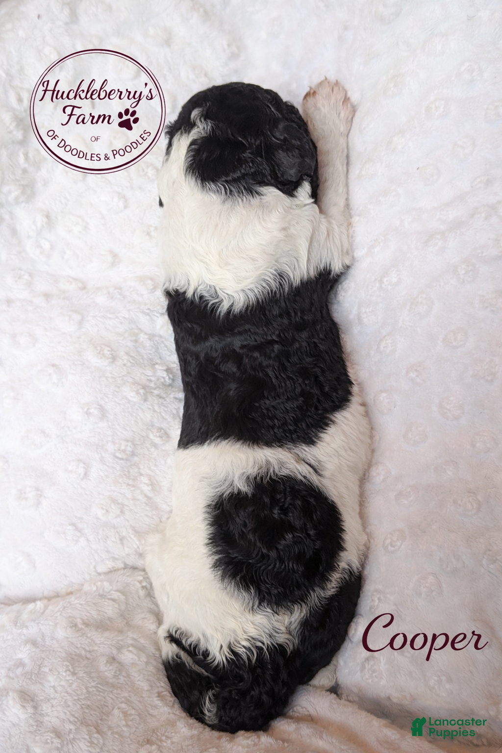 Goldendoodle dogs Cooper F1B  - Ad 15