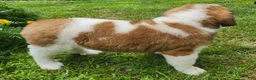 Saint Bernard dogs for sale: Tessie - Ad 5