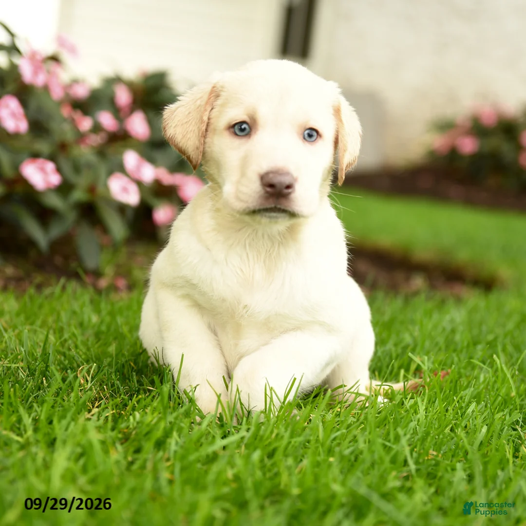 Labrador Retriever dogs for sale: Sadie - Ad 3