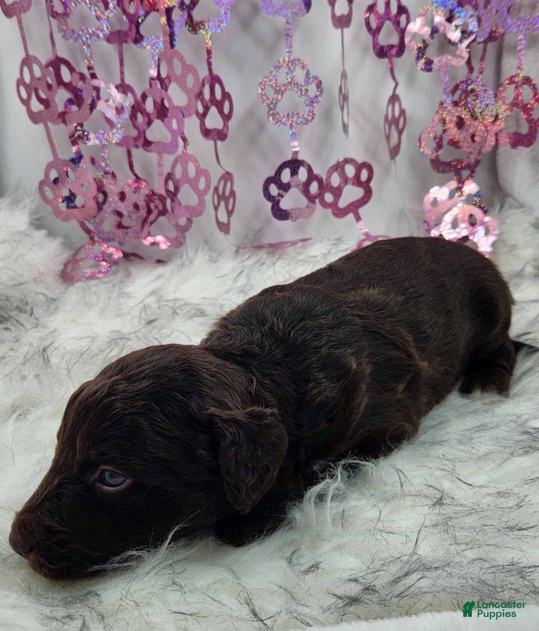 Mini Aussiedoodle dogs for sale: Mini Aussiedoodle Puppy 6 - Ad 2