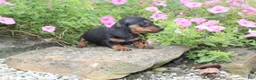 Miniature Dachshund dogs for sale: Zuzu - Ad 5
