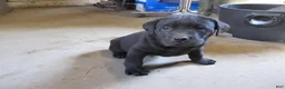 Labrador Retriever dogs for sale: Labrador Retriever Puppy 2 - Ad 7