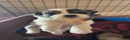 Teddy Bear dogs for sale: Whitney - Ad 3