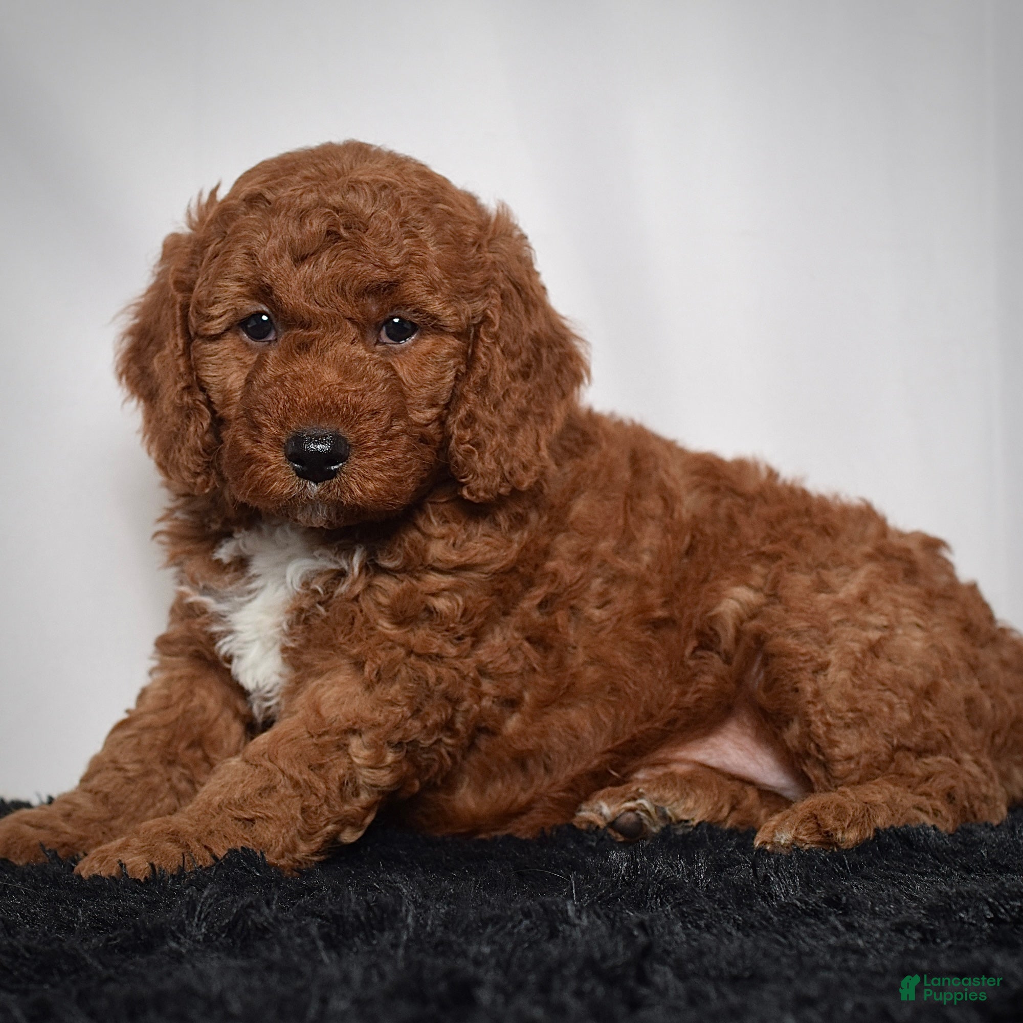 Mini Goldendoodle dogs for sale:  Moose - Ad 4