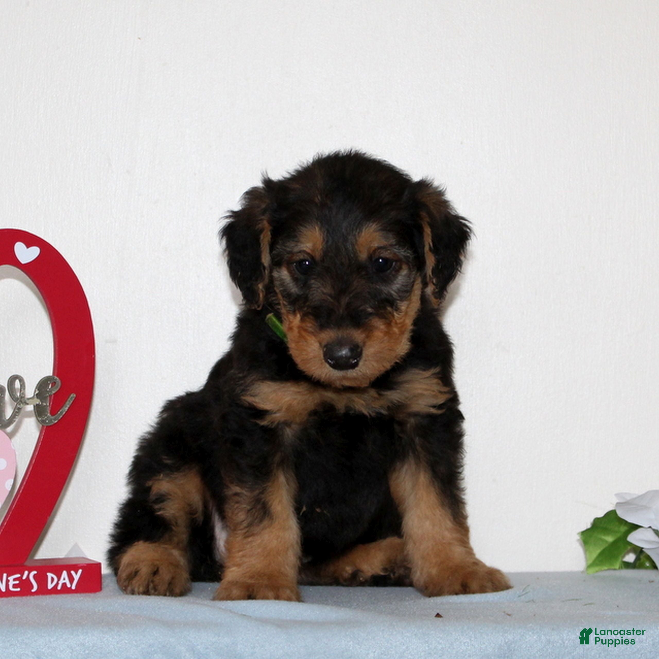 Airedale Terrier dogs for sale: Sparkles  - Ad 1