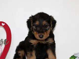 Airedale Terrier dogs for sale: Sparkles - Ad 1