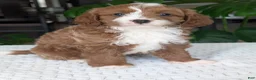 Cavapoo dogs for sale: Joey - Ad 13