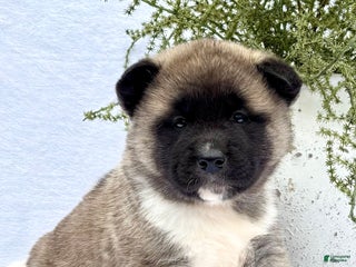 Akita dogs - Ad 42