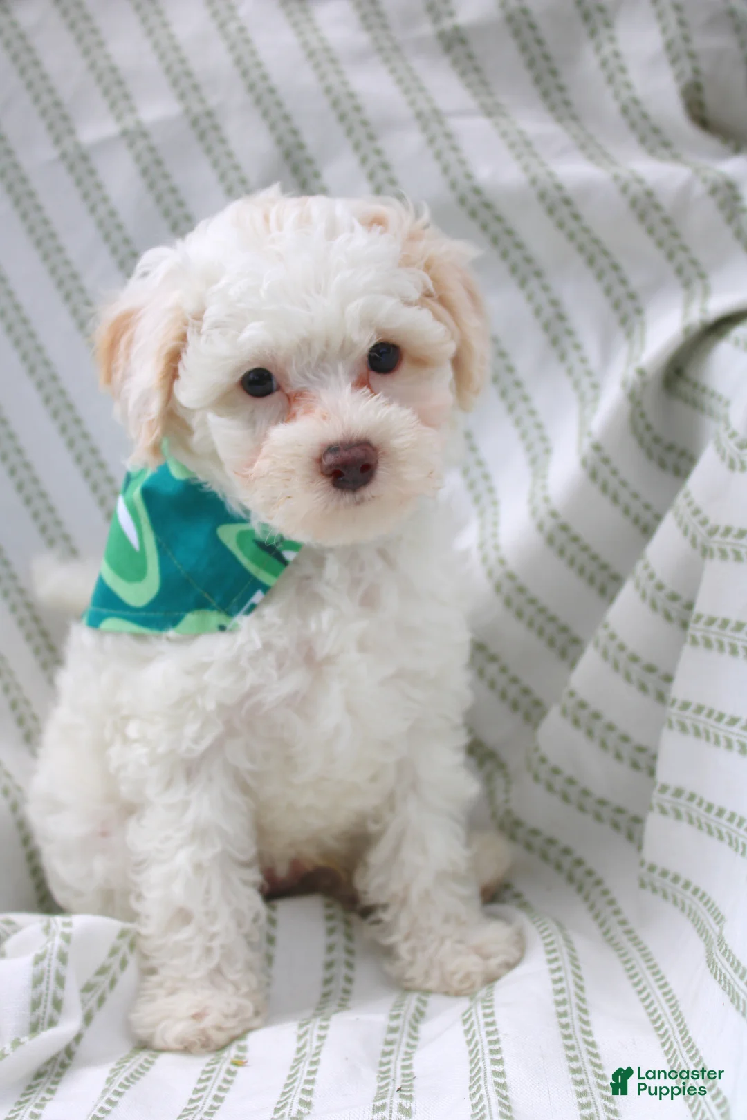 Yorkiepoo dogs for sale: Vanilla  - Ad 1
