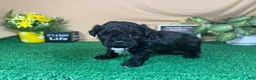 Shihpoo dogs for sale: Shihpoo 1 - Ad 4