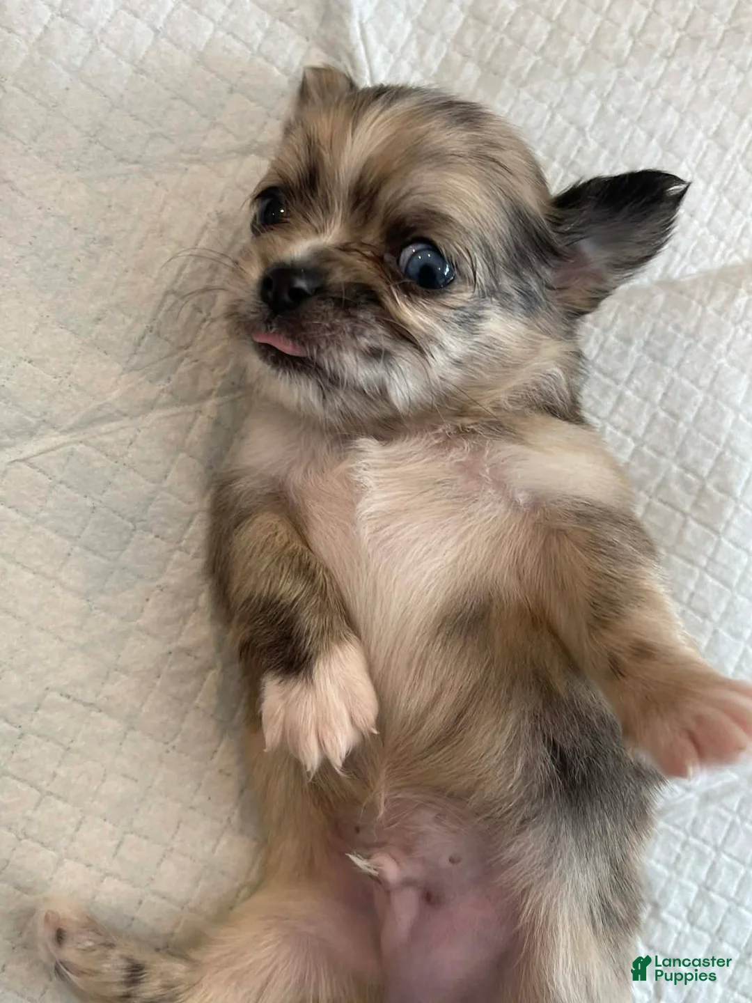 Chihuahua dogs for sale: Parker - Ad 3