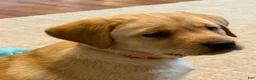 Labrador Retriever dogs for sale: Ellie  - Ad 1