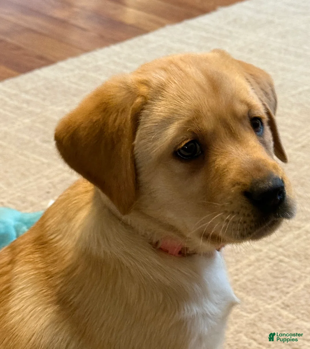 Labrador Retriever dogs for sale: Ellie  - Ad 1