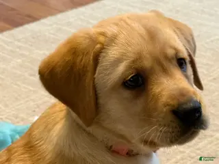 Labrador Retriever dogs for sale: Ellie - Ad 3