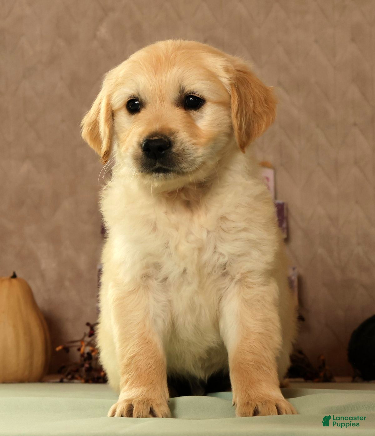Golden Retriever dogs Sarge - Ad 2