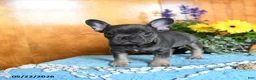 French Bulldog dogs for sale: Pepper - Ad 4