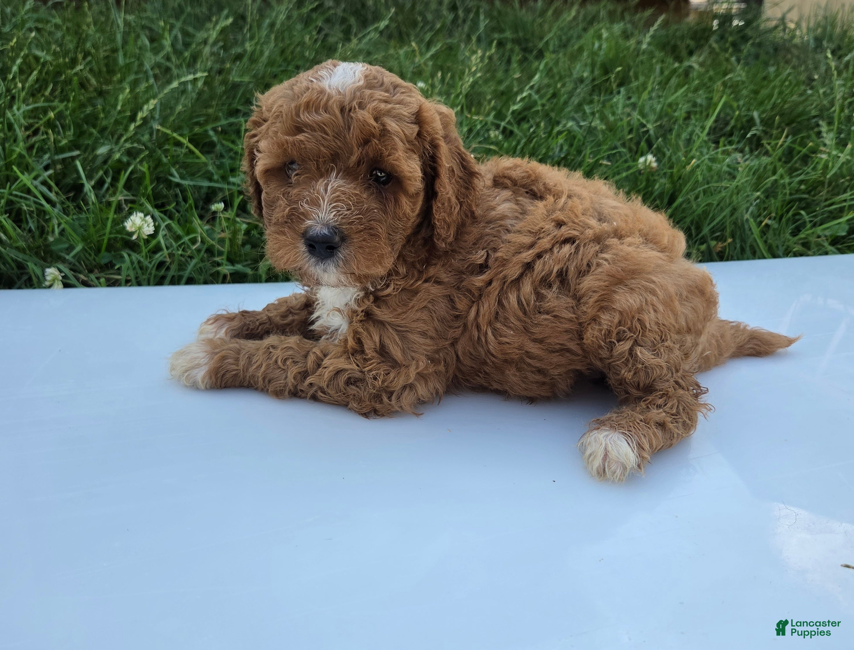 Cavapoo dogs for sale: Ruby - Ad 2