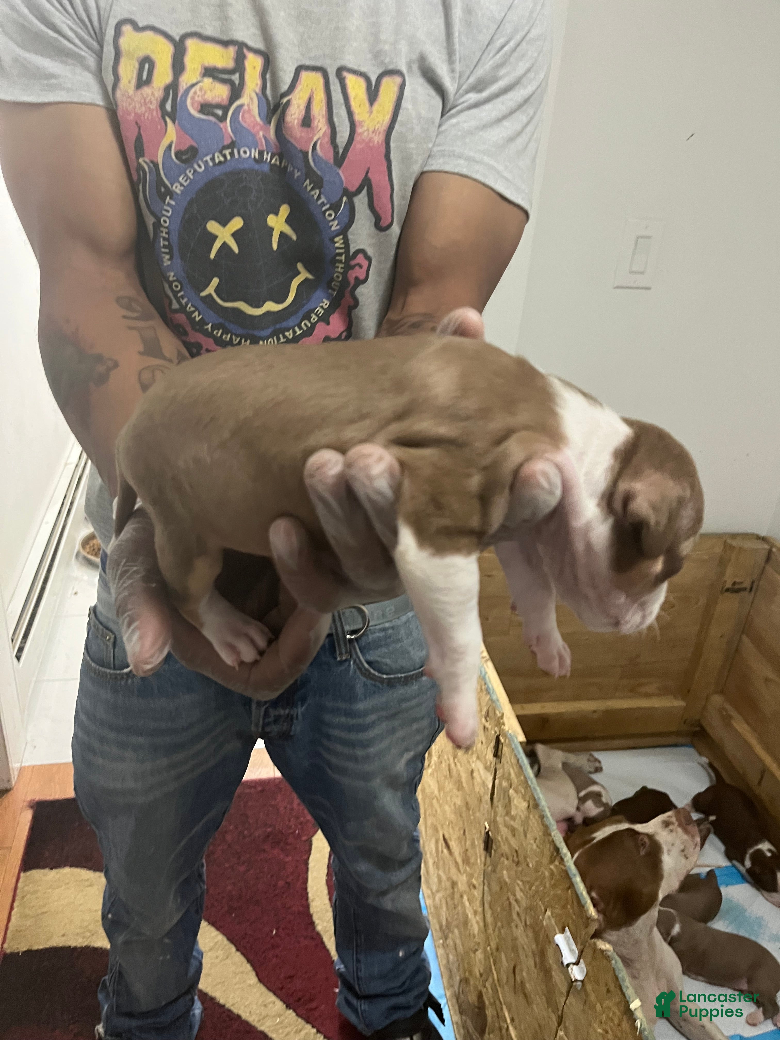 American Pit Bull Terrier dogs American Pit Bull Terrier 2 - Ad 39