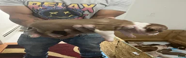 American Pit Bull Terrier 2