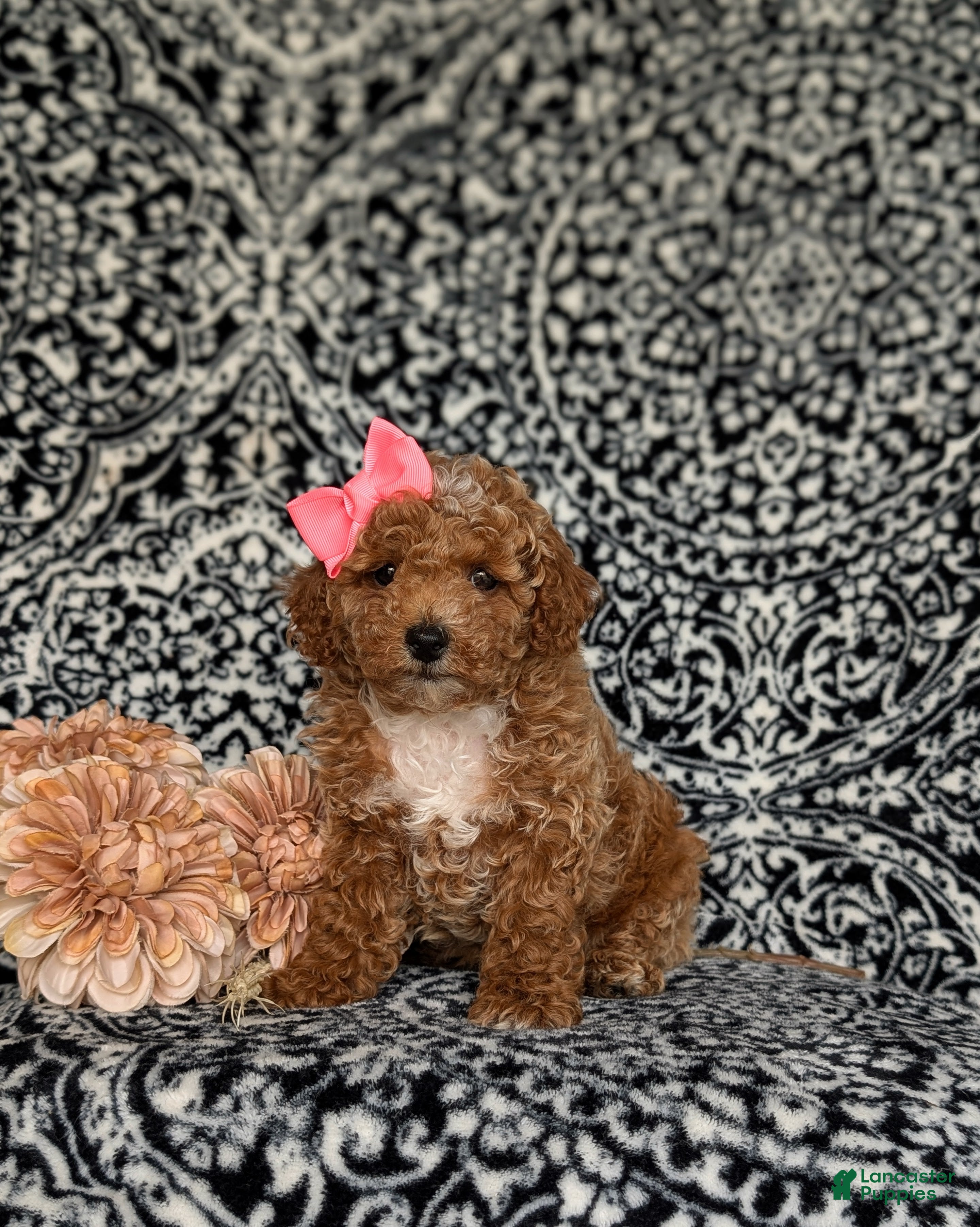 Miniature Poodle dogs Pipa - Ad 1